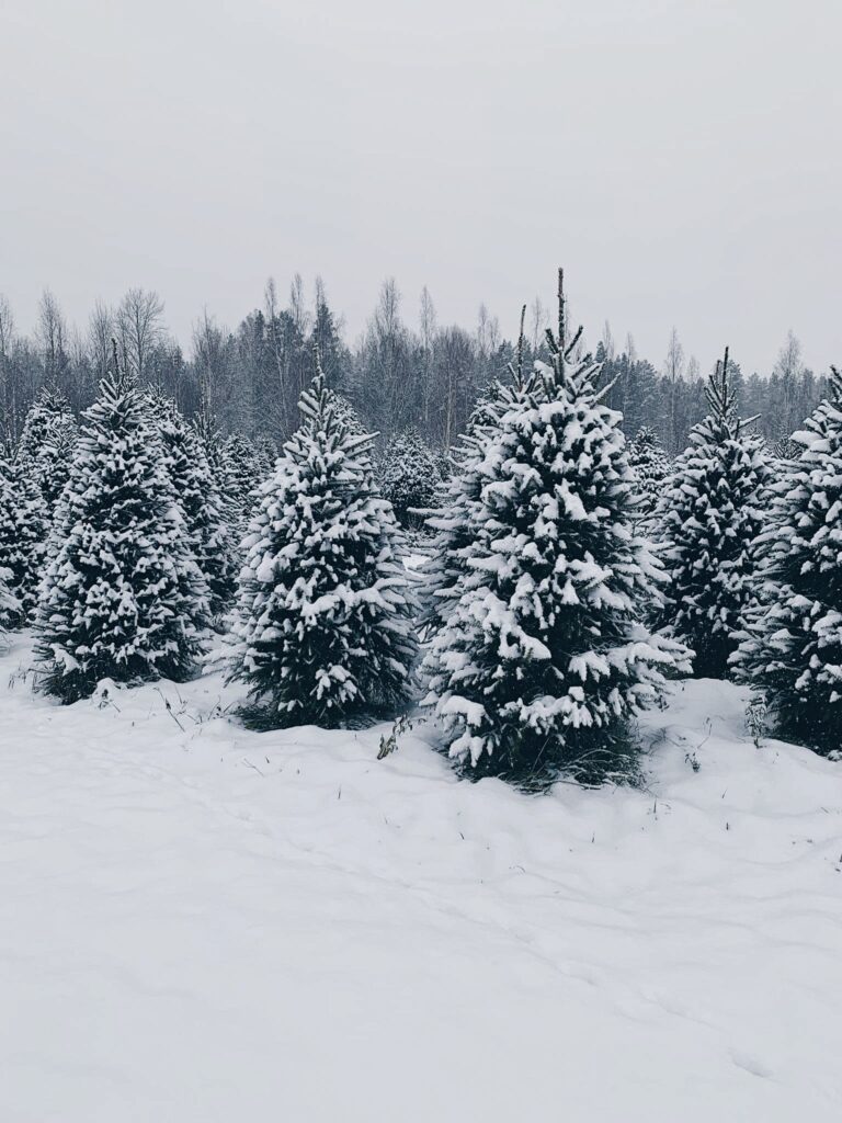 jõulukuused